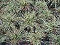 Evergold Japanese Sedge / Carex oshimensis 